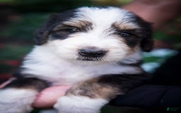 Bernedoodle dogs for sale: Shooter - Image 2