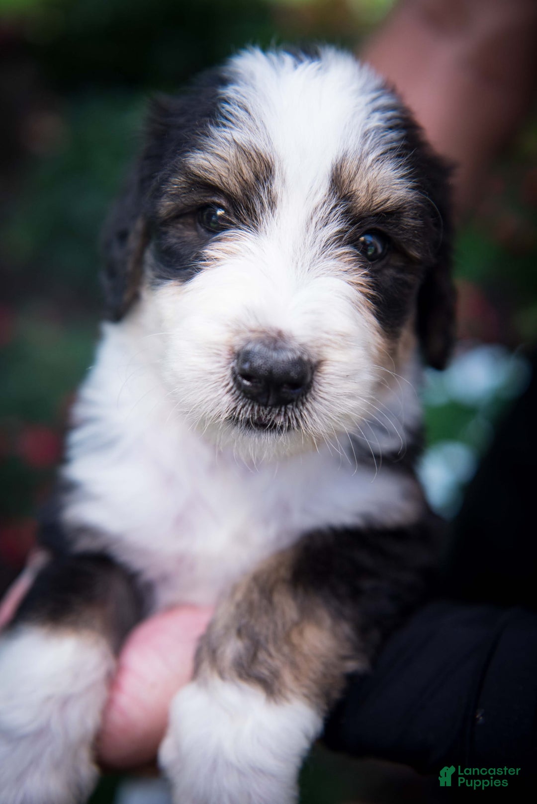 Bernedoodle dogs for sale: Shooter - Image 2