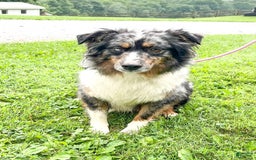 Australian Shepherd dogs for sale: Dusty - Image 6