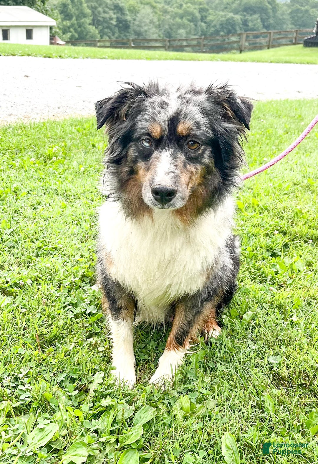 Australian Shepherd dogs for sale: Dusty - Image 6