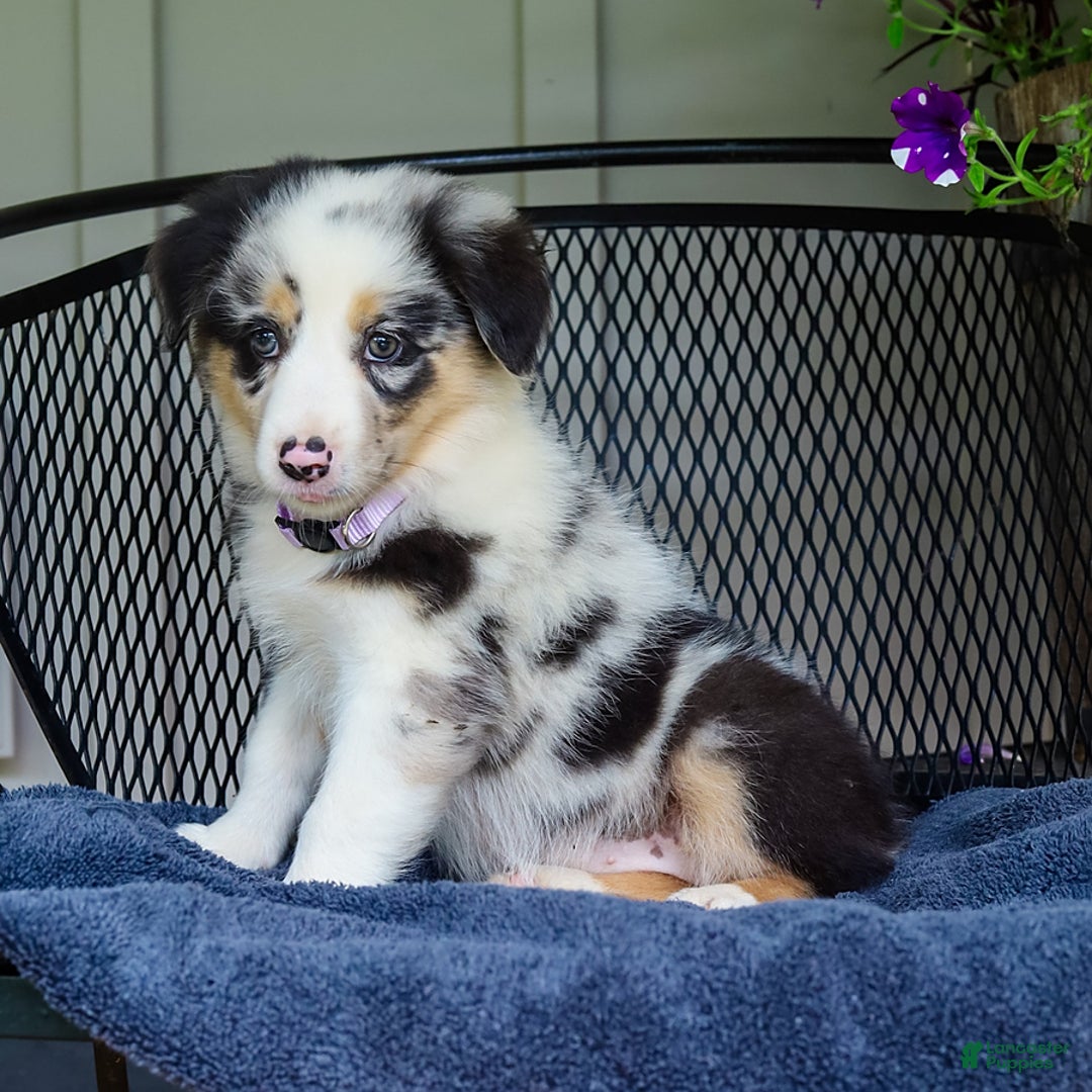 Australian Shepherd dogs for sale: Lacey - Image 4
