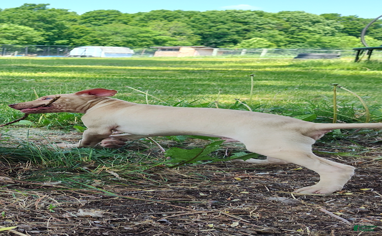American Pit Bull Terrier dogs for sale - Ad 1