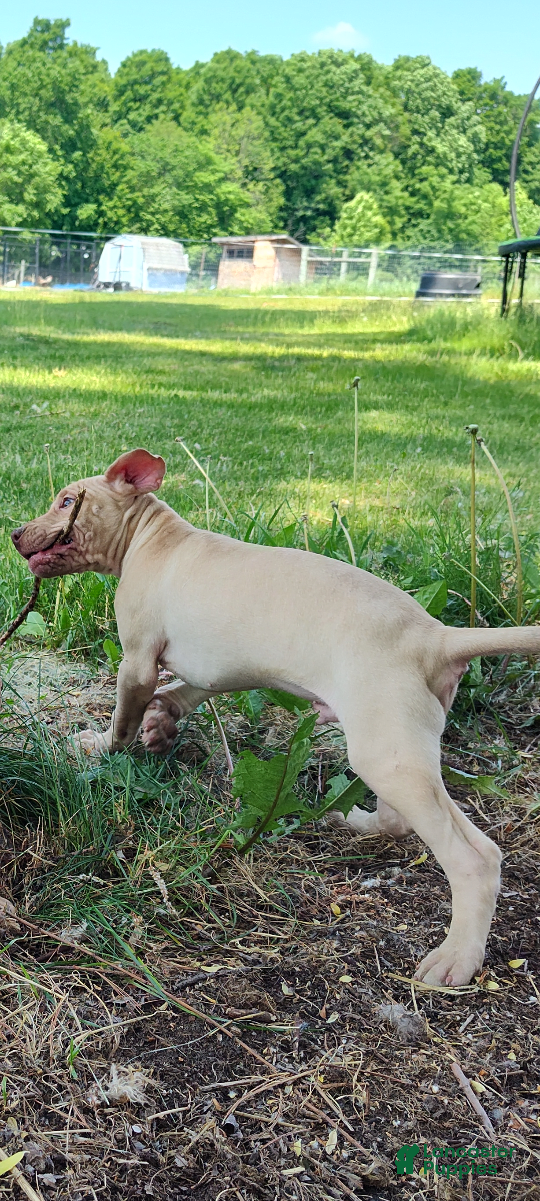American Pit Bull Terrier dogs for sale: Ripper - Image 1