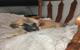 German Shepherd dogs for sale: Fluffy - Image 1