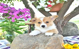 Welsh Corgi Pembroke dogs for sale: Hope - Image 15