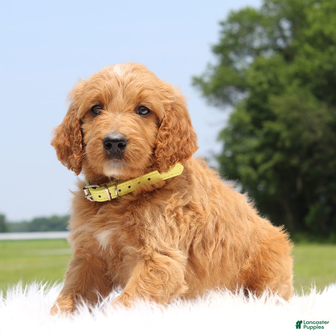 Irish Doodle dogs for sale: Vivi - Image 4