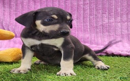 Catahoula Leopard Dog dogs for sale: Tess 2025 Female 1 - Image 14