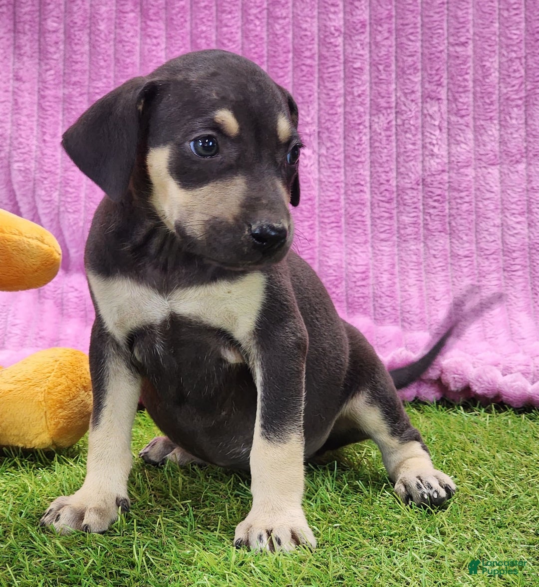 Catahoula Leopard Dog dogs for sale: Tess 2025 Female 1 - Image 14