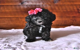 Miniature Poodle dogs for sale: Dandelion - Image 2