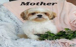 Shihpoo dogs for sale: Maverick - Image 11