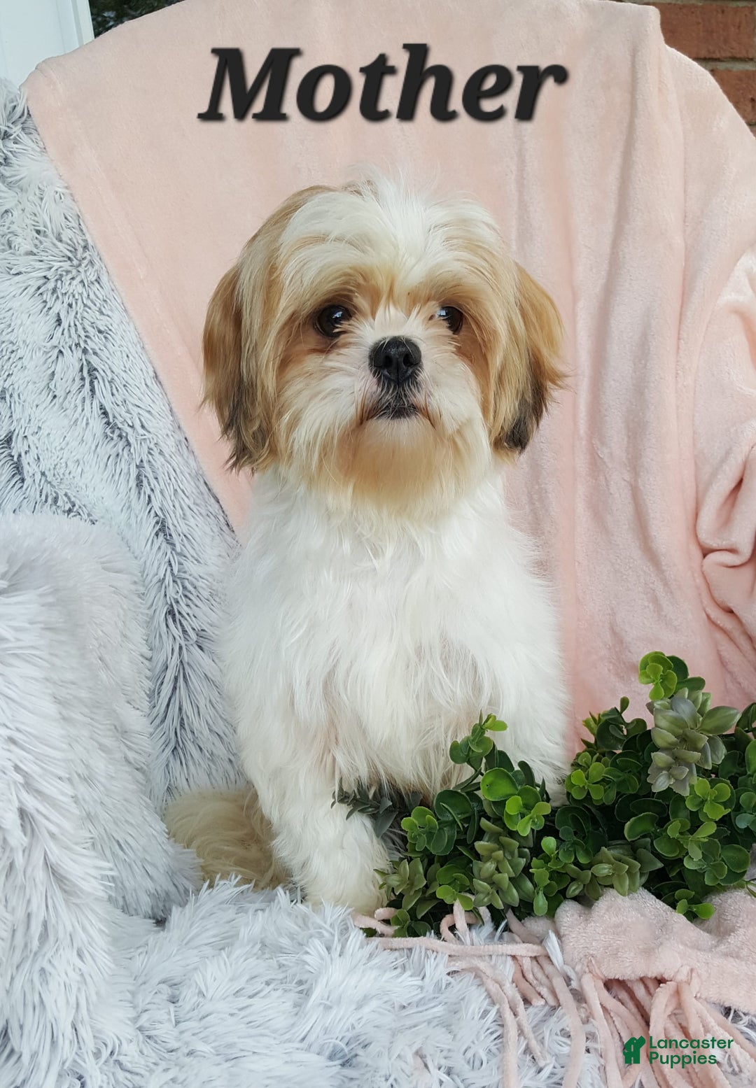 Shihpoo dogs for sale: Maverick - Image 11