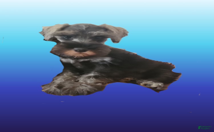 Miniature Schnauzer dogs for sale - Ad 2