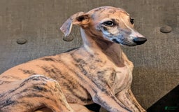 Whippet dogs for sale: Millie - Image 4
