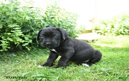 Cane Corso dogs for sale: Pluto - Image 3