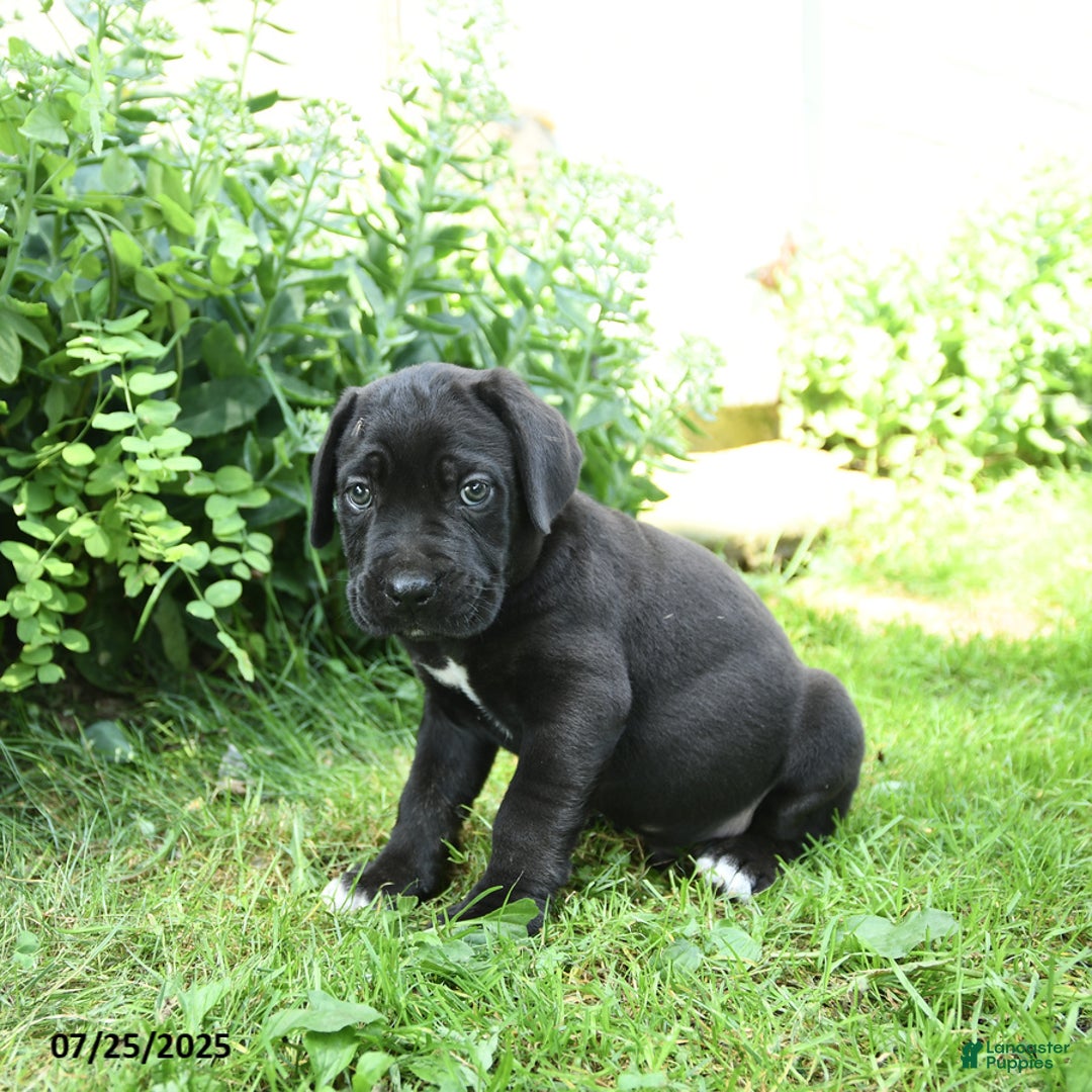 Cane Corso dogs for sale: Pluto - Image 3