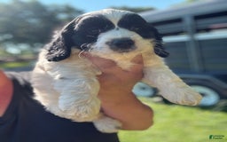 Cockapoo dogs for sale: Cockapoo 3 puppies - Image 1