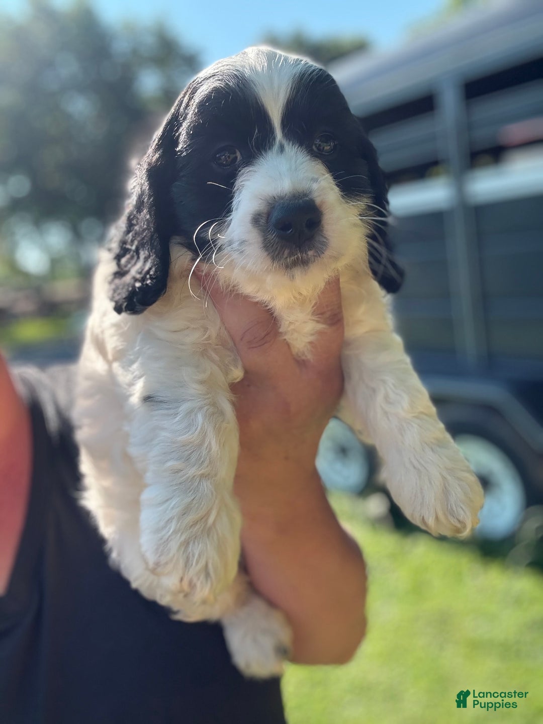 Cockapoo dogs for sale: Cockapoo 3 puppies - Image 1