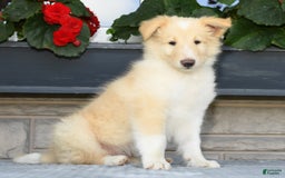 Collie dogs for sale: Perry - Image 1