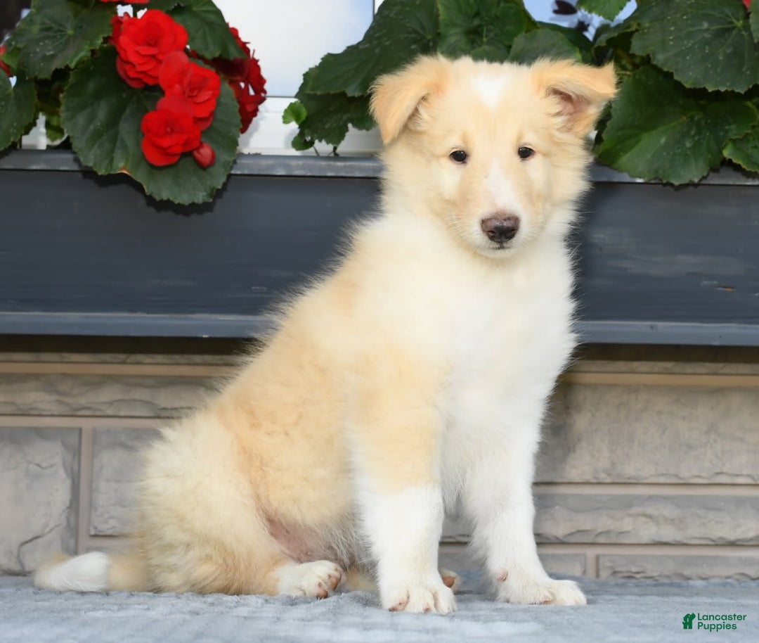 Collie dogs for sale: Perry - Image 1