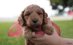 Mini Goldendoodle dogs for sale: Rosie - Image 16