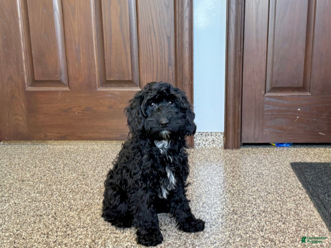 Cockapoo dogs for sale: Benjamin - Image 3