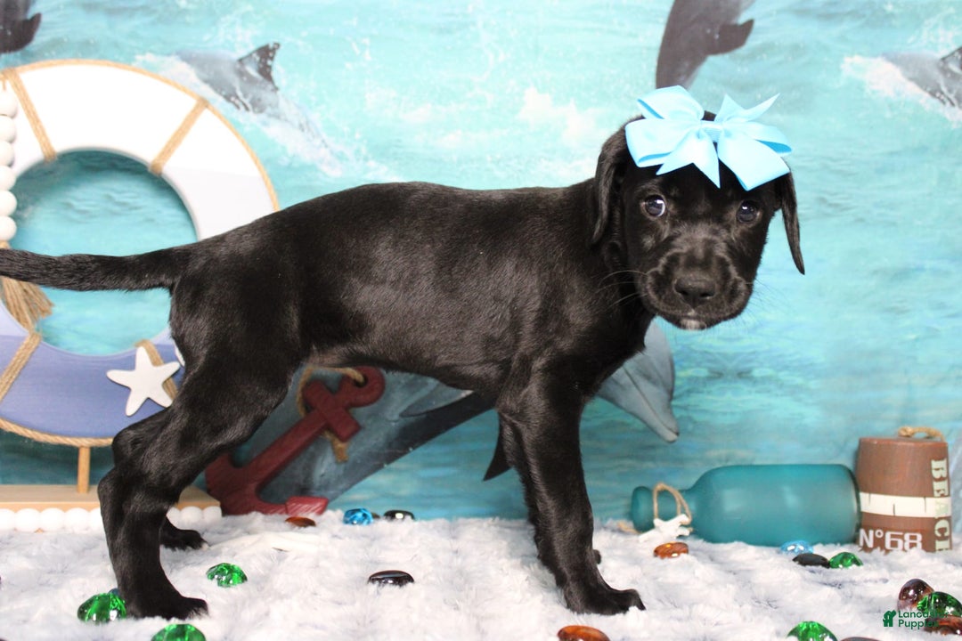 Labrador Retriever dogs for sale: Onyx - Image 5