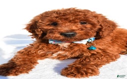 Miniature Poodle dogs for sale: Oscar - Image 7