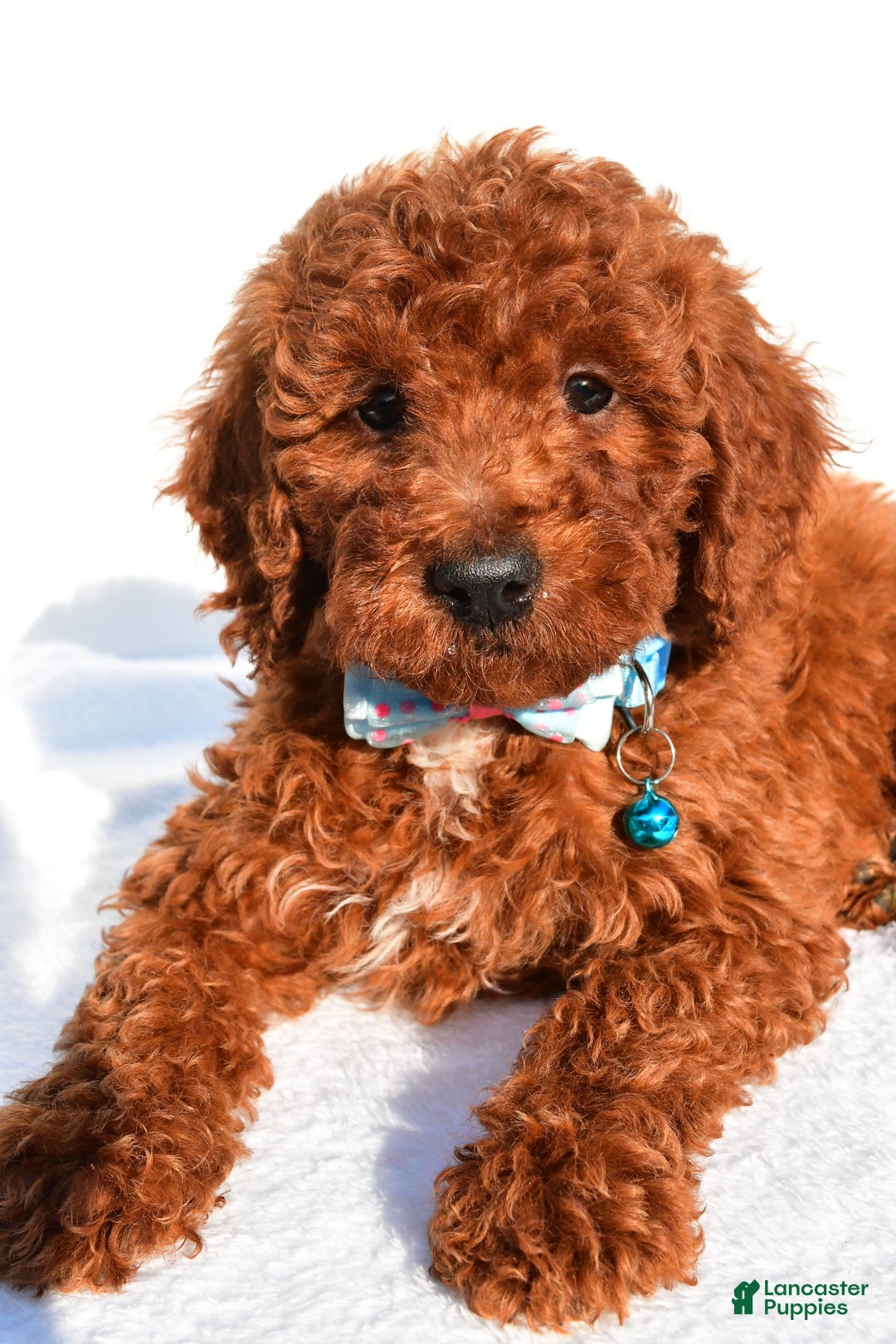Miniature Poodle dogs for sale: Oscar - Image 7