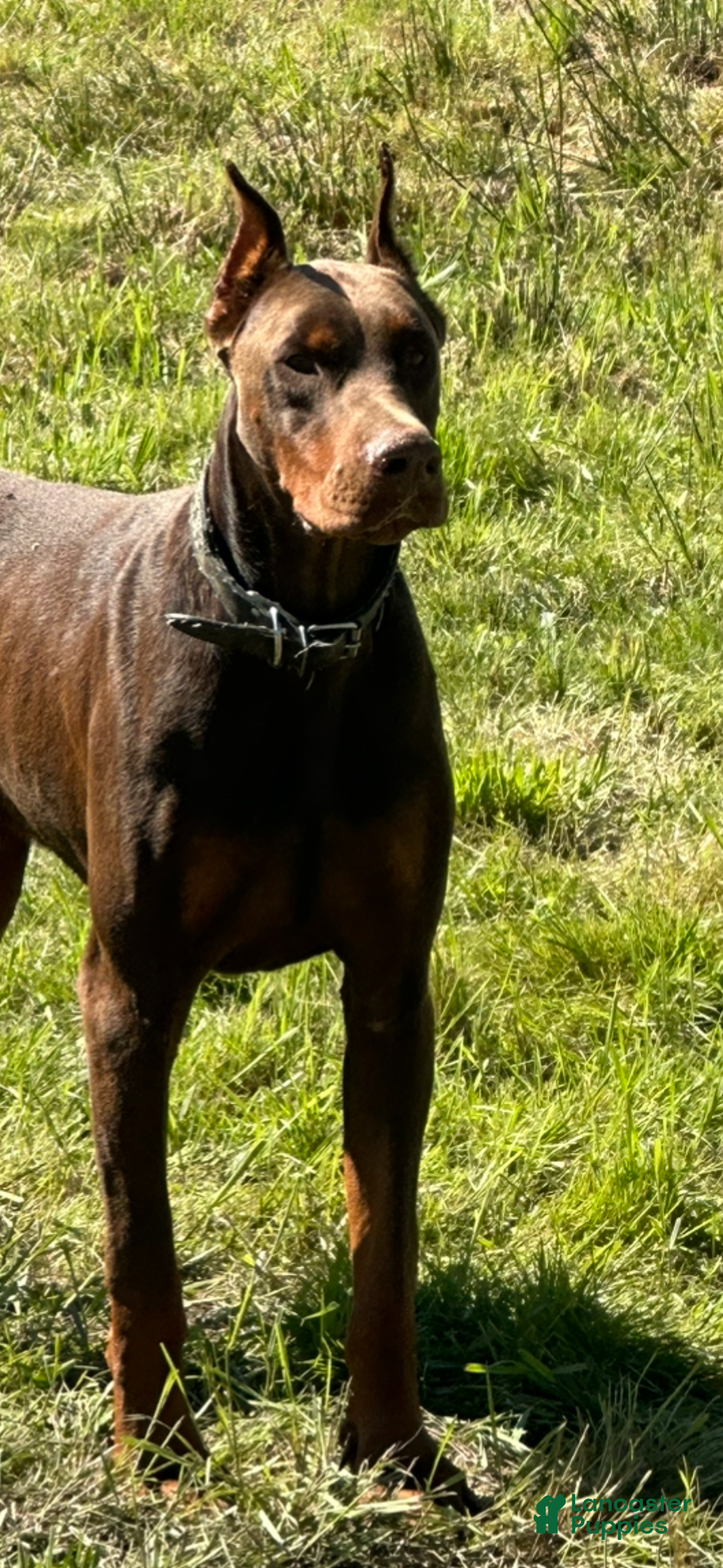 Doberman Pinscher dogs for sale: Vivian - Image 6