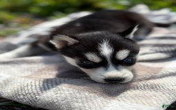 Siberian Husky dogs for sale: Orange - Image 2