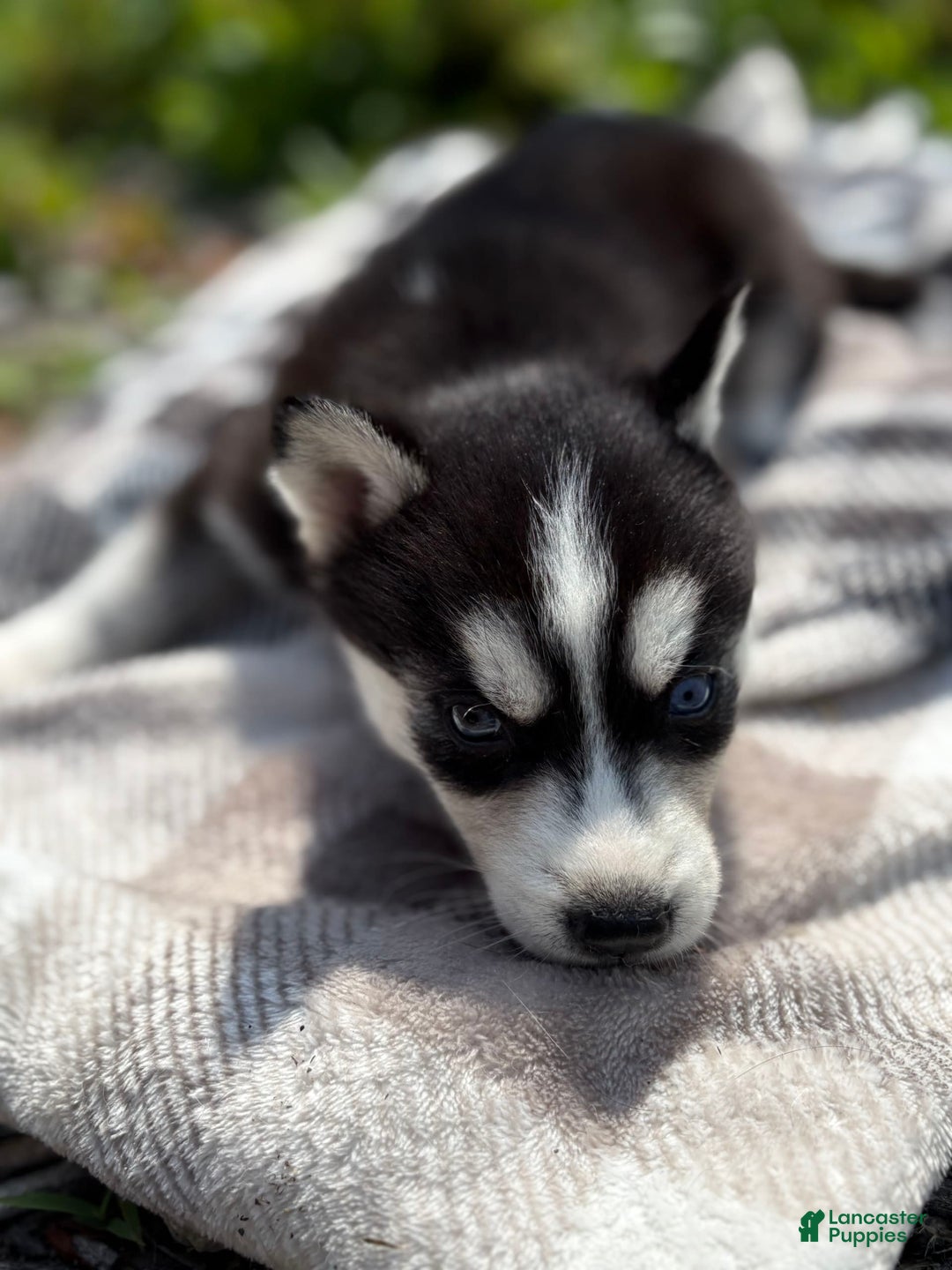 Siberian Husky dogs for sale: Orange - Image 2