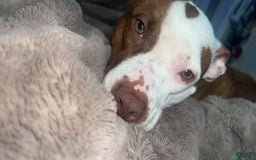 American Pit Bull Terrier dogs for sale: Chole - Image 3