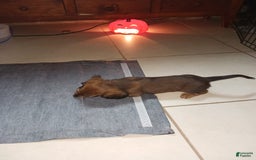 Dachshund dogs for sale: Female - Image 4