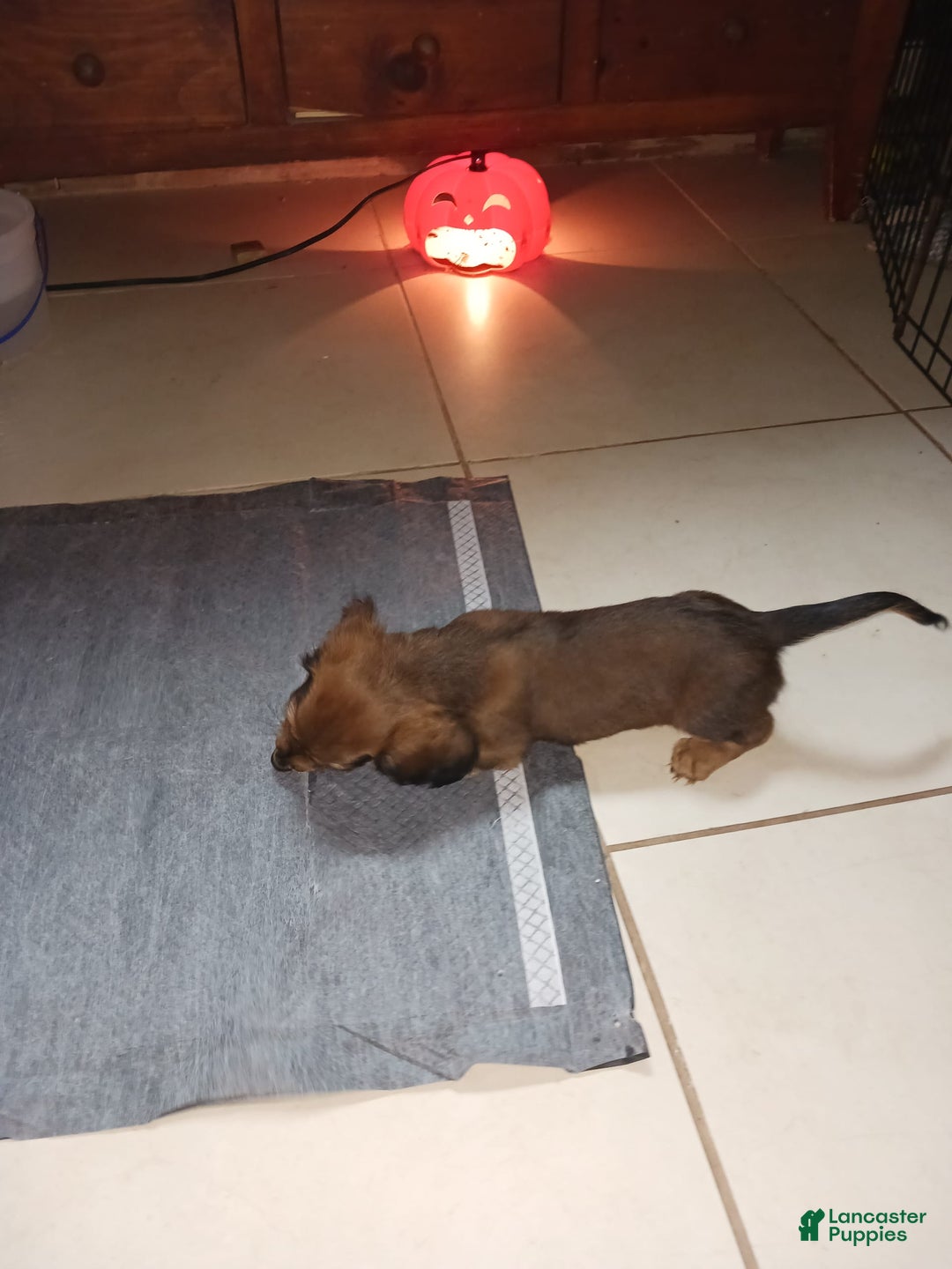 Dachshund dogs for sale: Female - Image 4