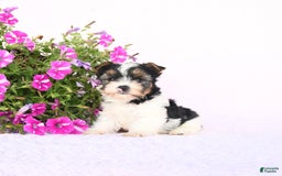 Yorkshire Terrier dogs for sale: Gulliver - Image 2