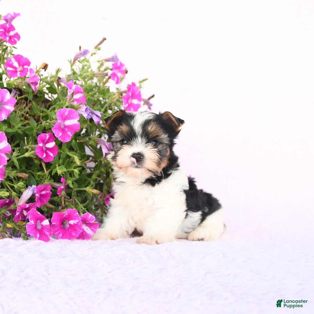 Yorkshire Terrier dogs for sale: Gulliver - Image 2