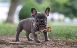 Frenchton dogs for sale: Jacob - Image 4