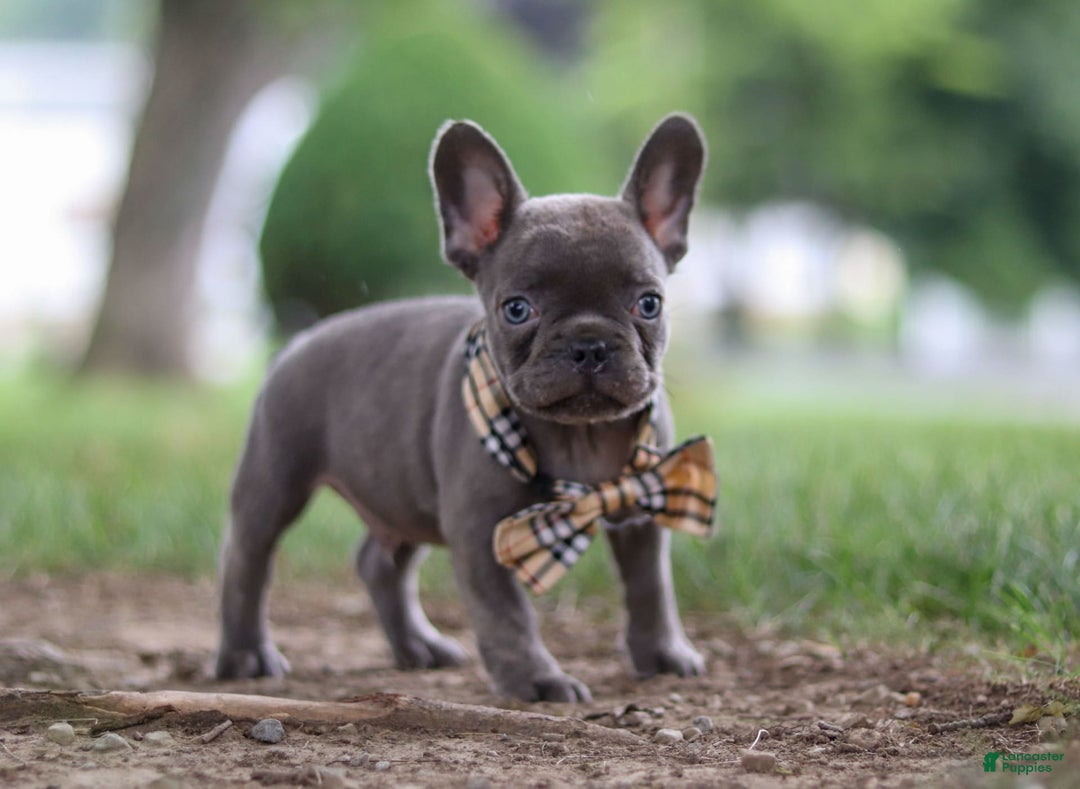 Frenchton dogs for sale: Jacob - Image 4