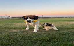Saint Bernard dogs for sale: Jane Doe2 - Image 4