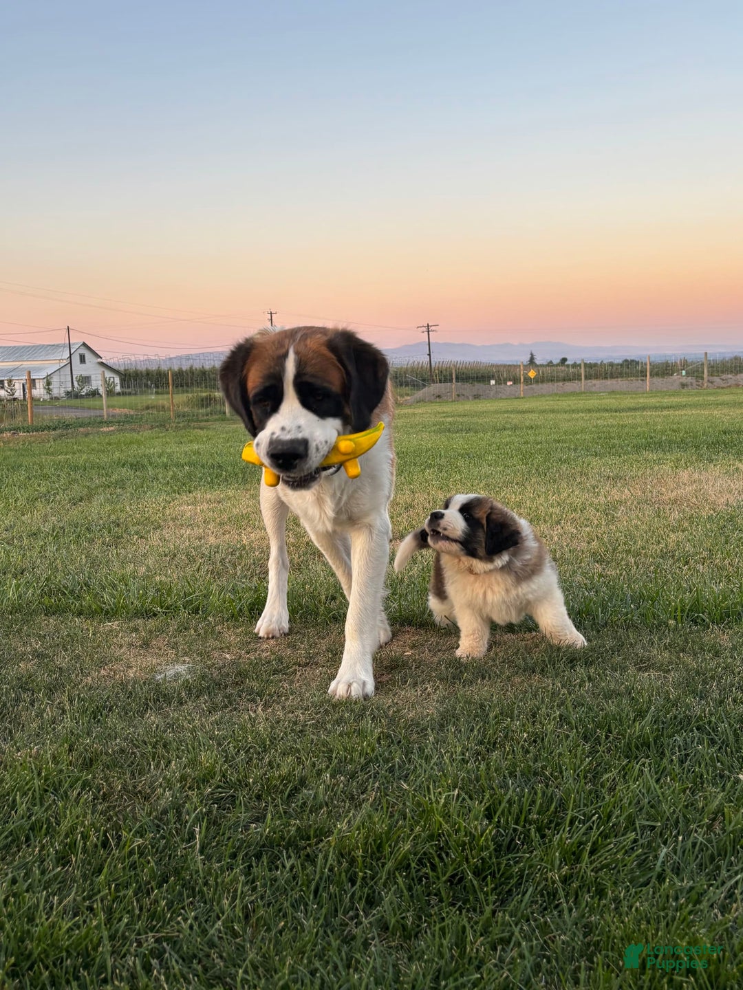 Saint Bernard dogs for sale: Jane Doe2 - Image 4