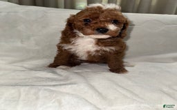 Toy Poodle dogs for sale: Dream - Image 5