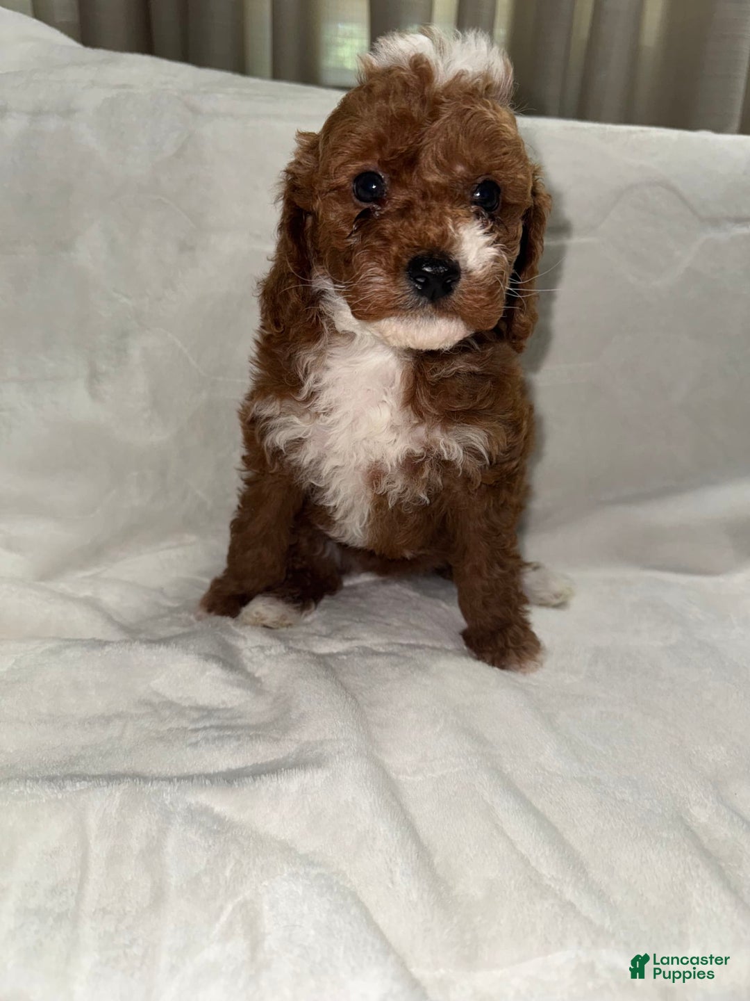 Toy Poodle dogs for sale: Dream - Image 5