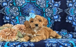 Cockapoo dogs for sale: Dustee - Image 5