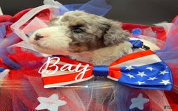 Miniature Poodle dogs for sale: Bay - Image 3