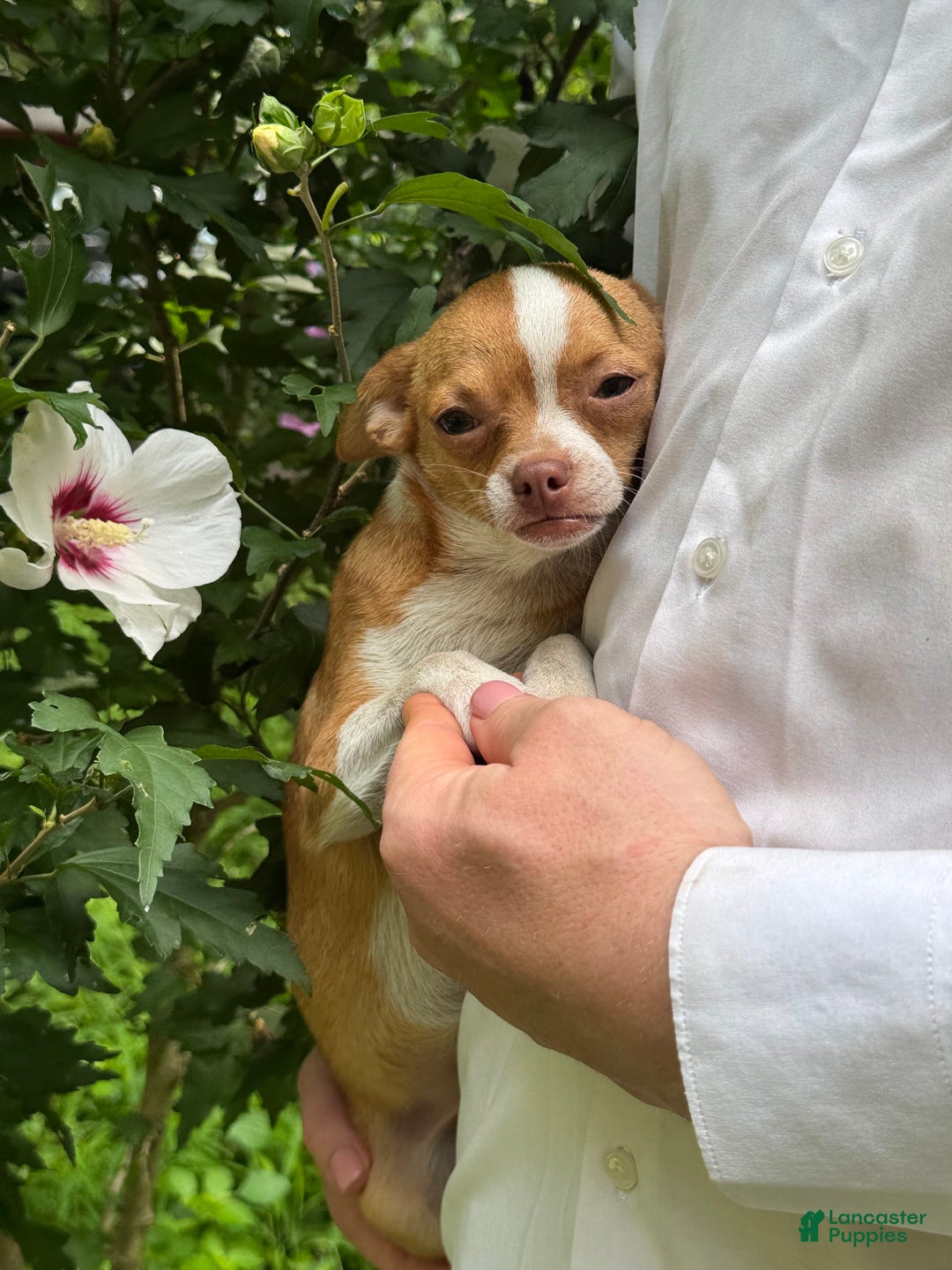 Chihuahua dogs for sale: Chihuahua 2 puppies - Image 21