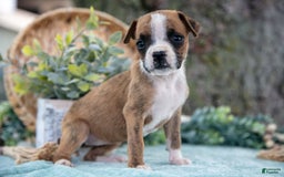 Boxer dogs for sale: Farah - Image 4