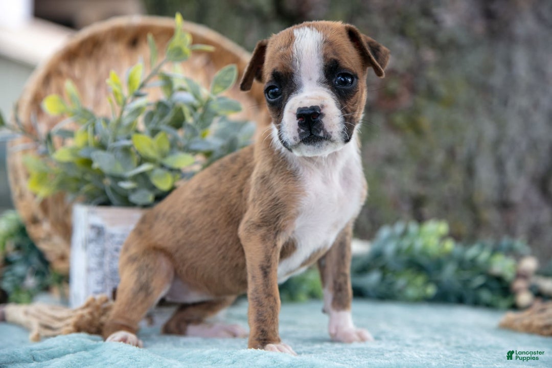 Boxer dogs for sale: Farah - Image 4