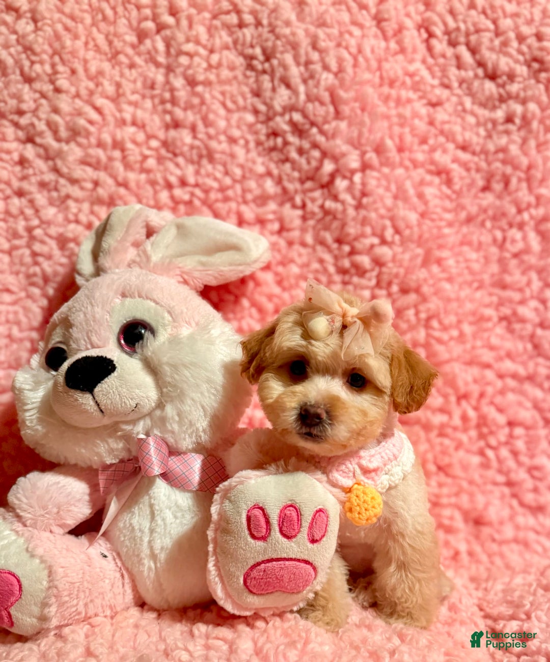 Toy Poodle dogs for sale: Tina - Image 3