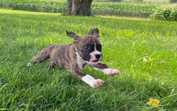 Boxer dogs for sale: Shelby - Image 7