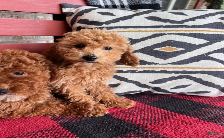  dogs for sale - Ad 2